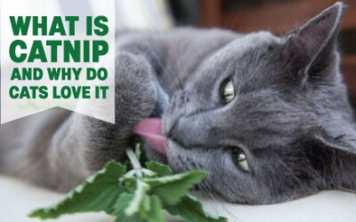 What is catnip?
