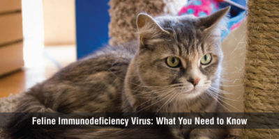 can feline aids be transmitted to dogs