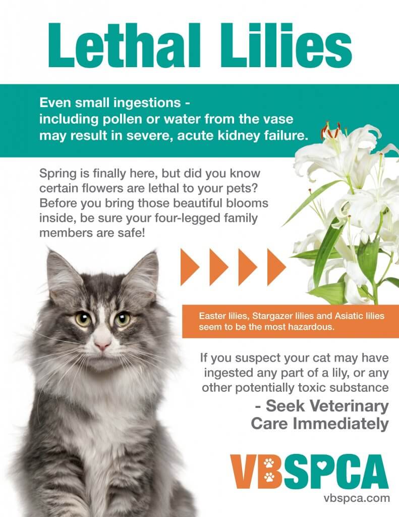 are lilies poisonous to cats and dogs