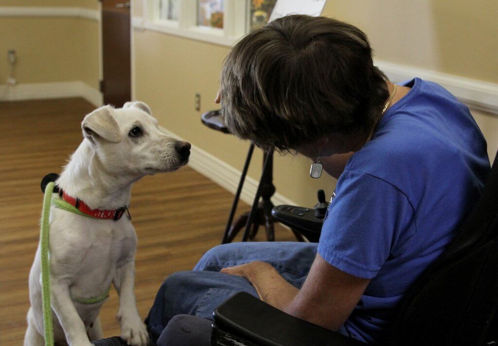 Service Dog Gives a Community of Veterans a Helping Paw