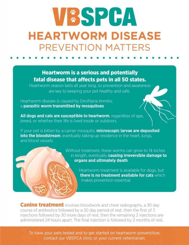 Heartworm treatment at outlet home