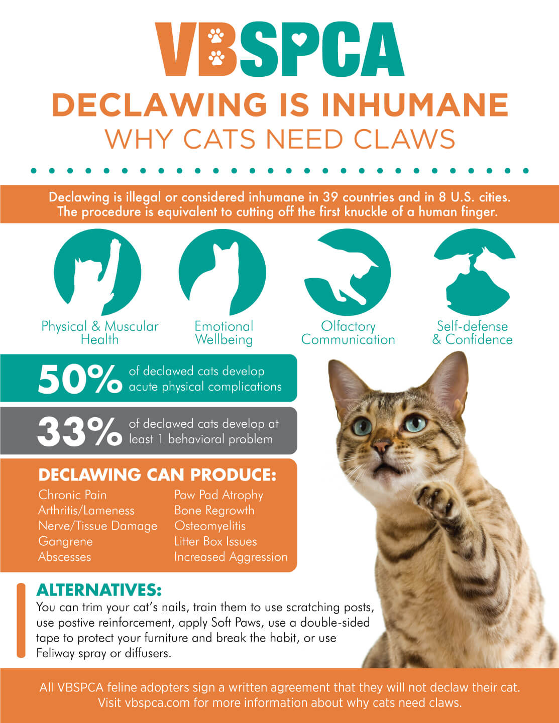 Declawing Cats Humane