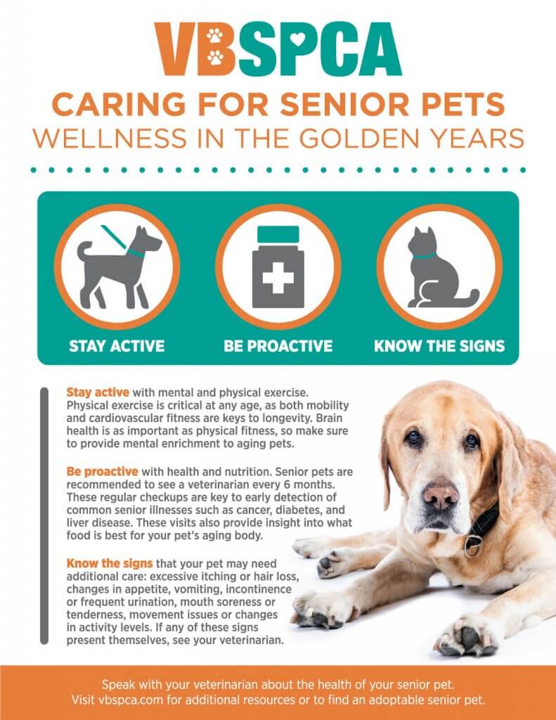 Low cost pet hot sale care for seniors