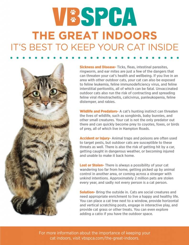 Indoor cats clearance vs outdoor cats