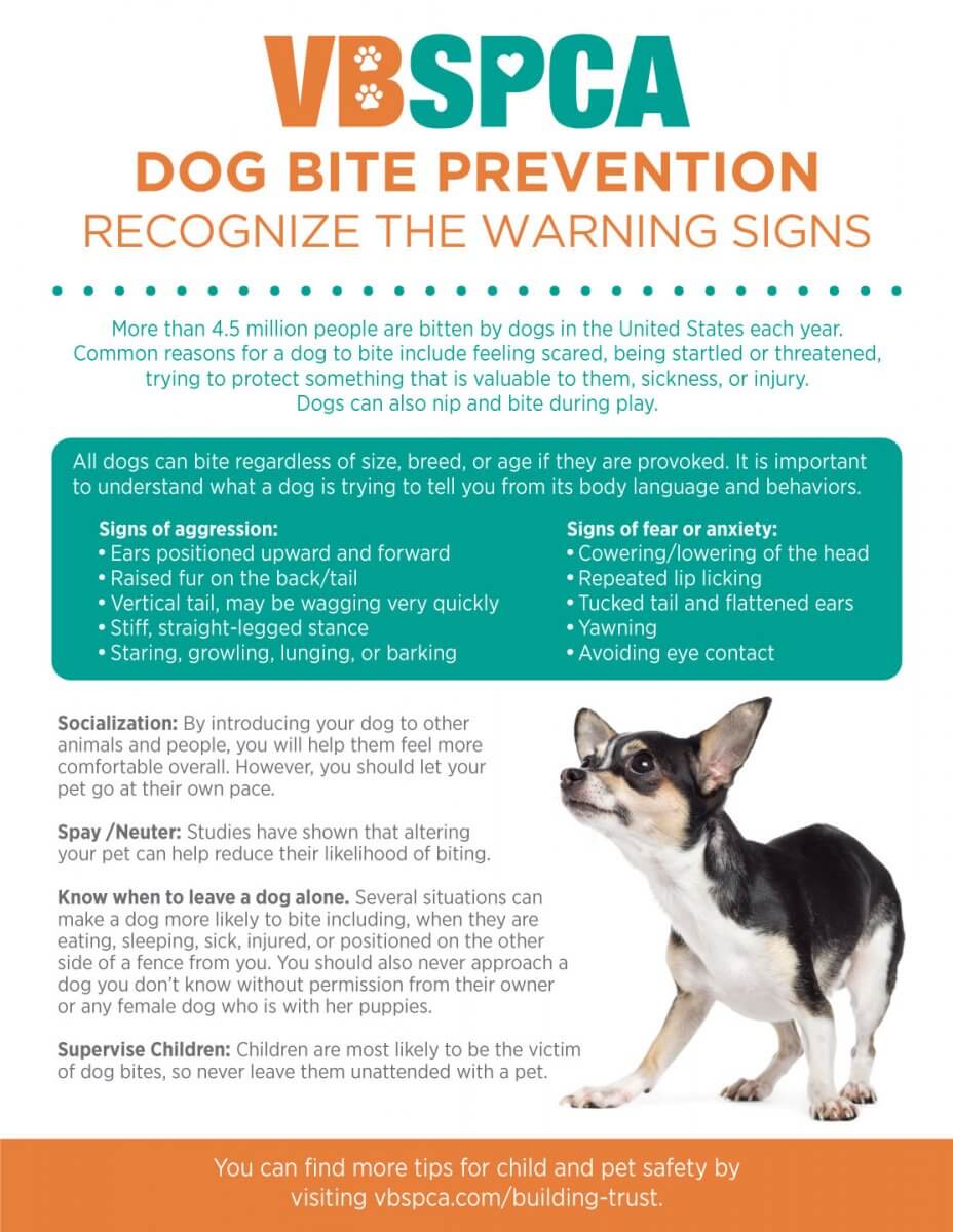 Dog Bite Prevention | Recognize The Warning Signs – Virginia Beach SPCA