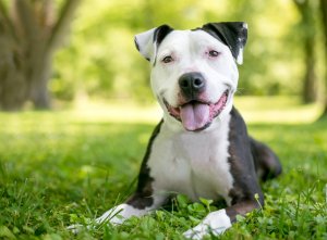 Pit bull friendly hot sale homes for rent