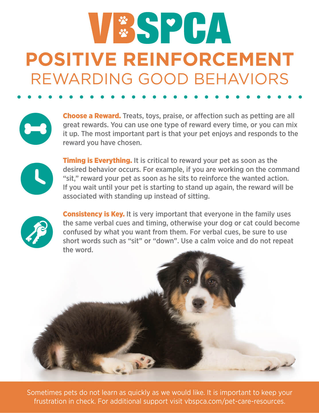 Preparing Your Dog for a New Pet in the House - 2 Using positive reinforcement to associate the new pet with positive experiences