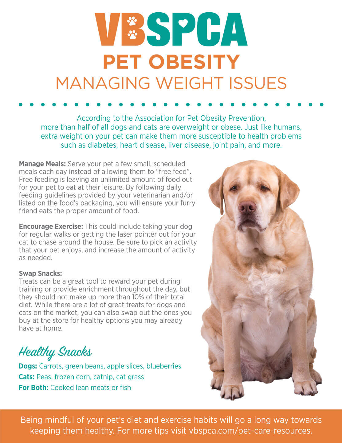 Pet Obesity Managing Weight Issues Virginia Beach SPCA