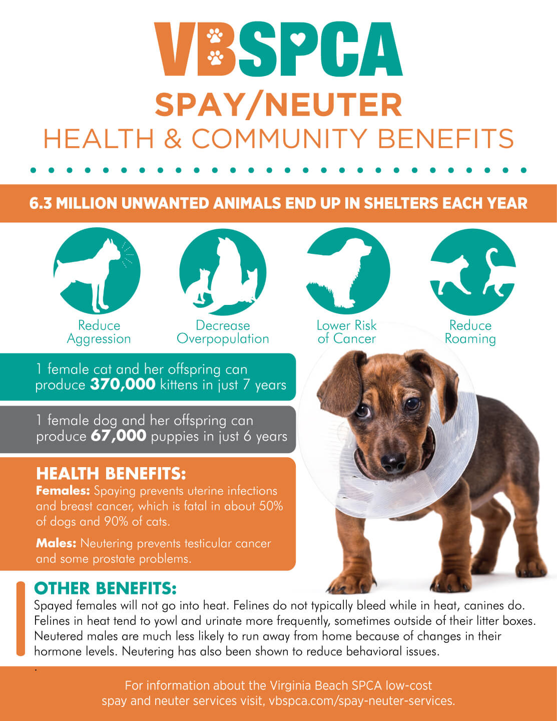 Do you neuter hot sale a female dog