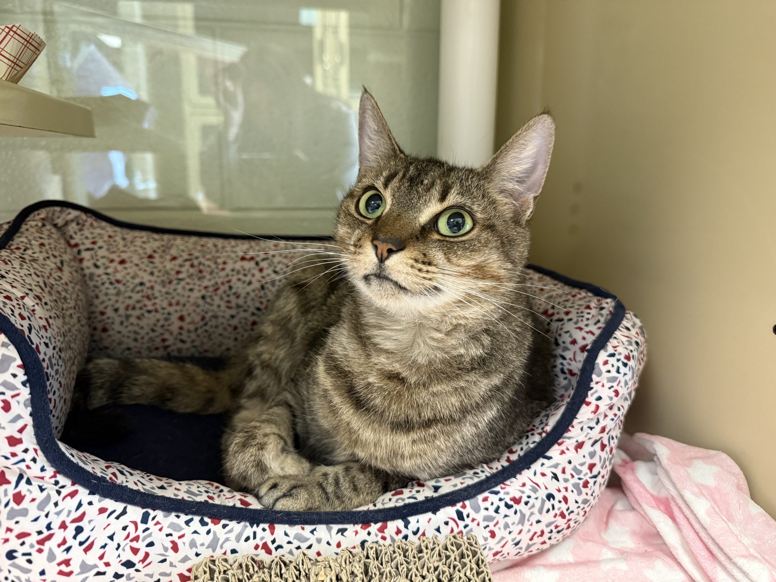A0060058065-Mack
