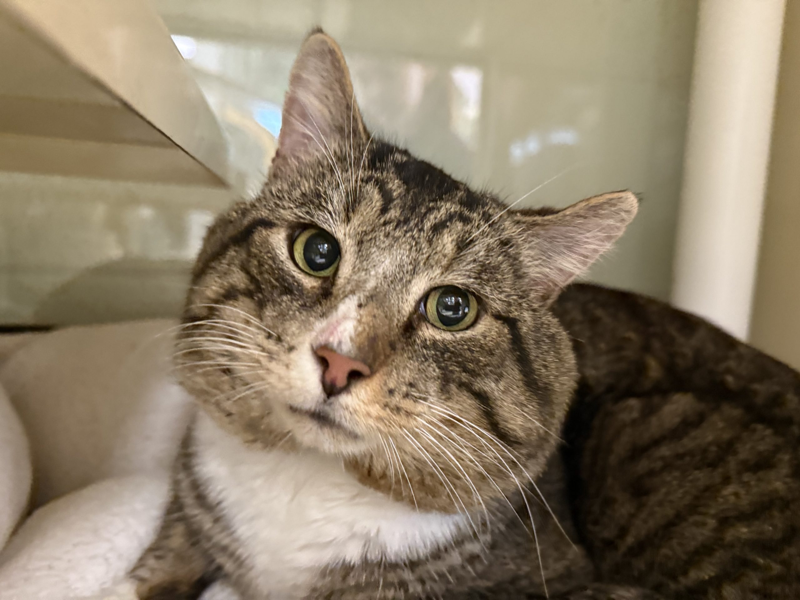 A0060618175 Meatloaf